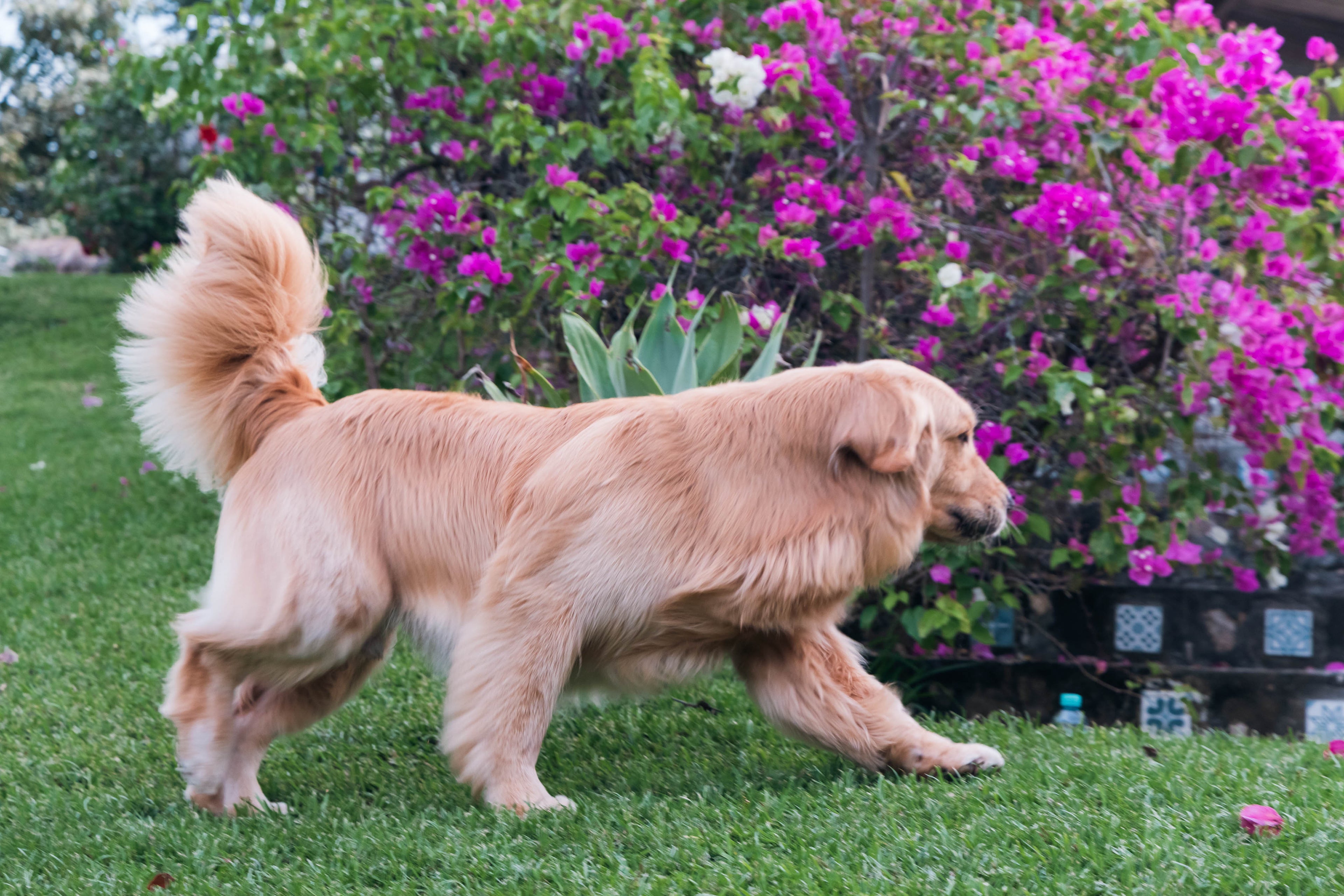 Shop All Dog Supplements