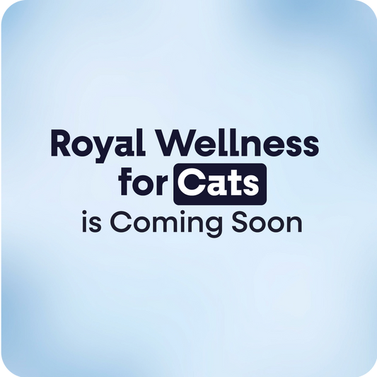 Allergy & Immune Cats